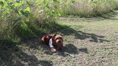 Brown dog lying and resting on green grasses in public park Stock Footage 145979241