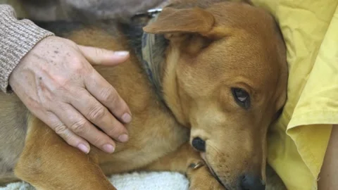 A brown dog lying on a bed 库存影片 157858135