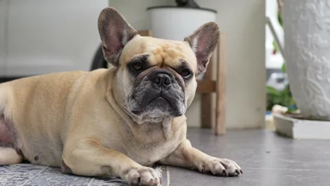 Brown dog lying on the floor looking at camera. Vídeo Stock 203769216