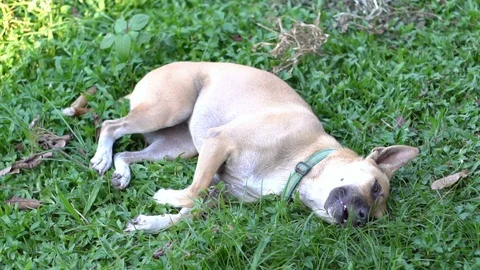 Brown dog lying on the grass Video stock 96033758