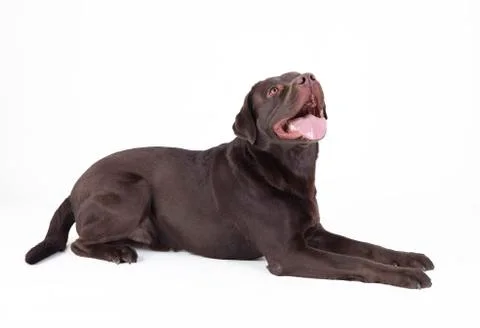 Brown dog lying Stock-Fotos