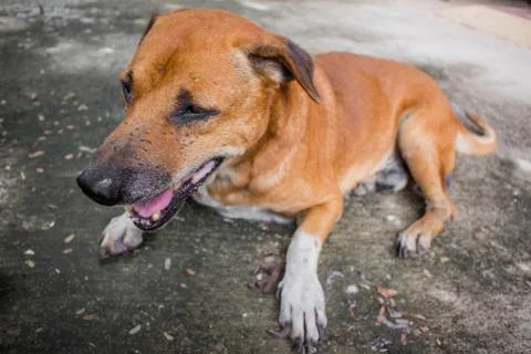 Brown dog lying. Stock Photos