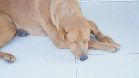 Brown dog lying on the tiled floor during daytime Stock Footage 234042038