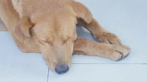 Brown dog lying on the tiled floor during daytime, close up shot Stock Footage 234042056