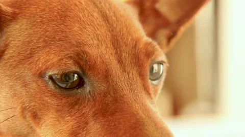 Brown dog muzzle close-up. The animal sniffs carefully. Stock Footage 170250944