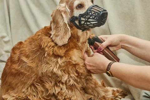 A brown dog in a muzzle gets its fur shaved with electric clippers during a p Foto stock