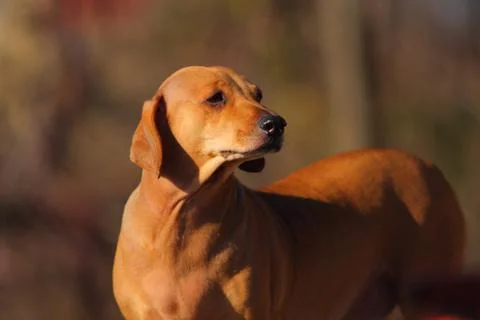 Brown dog Stock Photos