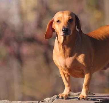 Brown dog Stock Photos