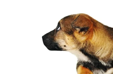 Brown dog Foto stock