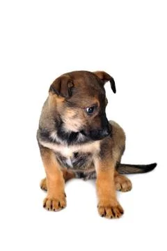 Brown dog Stock Photos