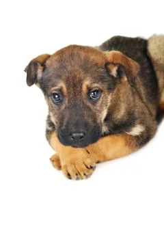 Brown dog Stock Photos