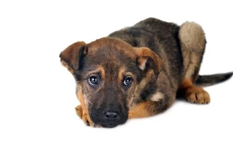 Brown dog Stock Photos