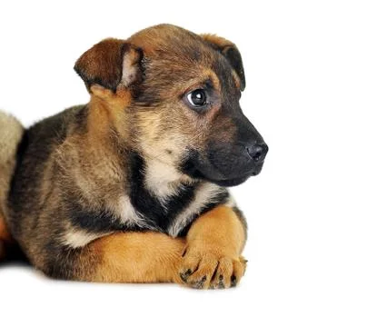 Brown dog Stock Photos