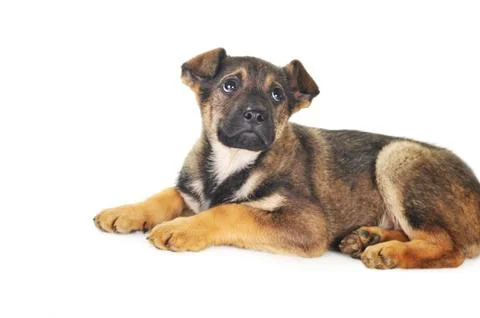Brown dog Stock Photos