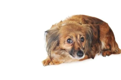 Brown dog Stock Photos