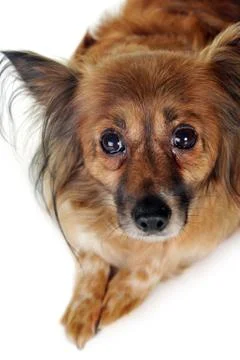 Brown dog Stock Photos