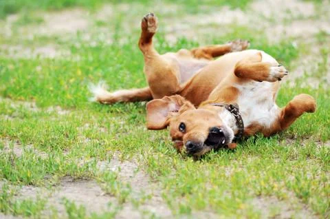 Brown dog Stock Photos