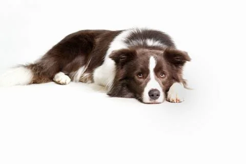 Brown dog Stock Photos