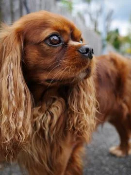 Brown dog Stock Photos