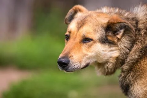Brown dog Stock Photos