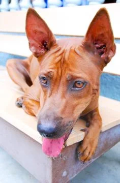 Brown dog 스톡 사진