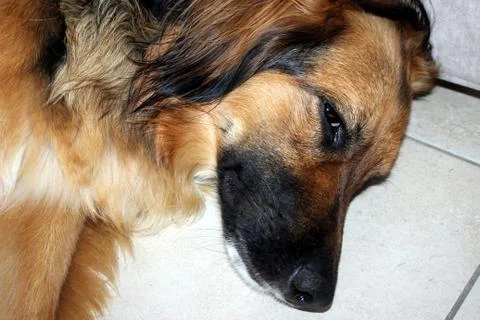 Brown dog Stock Photos