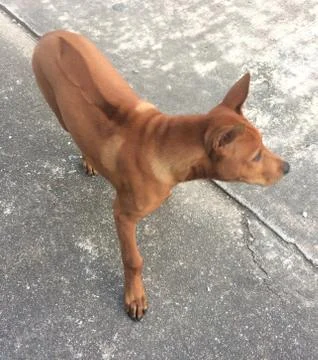 Brown dog Stock Photos