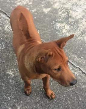 Brown dog Stock Photos