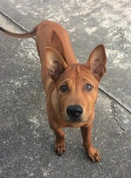 Brown dog Stock Photos