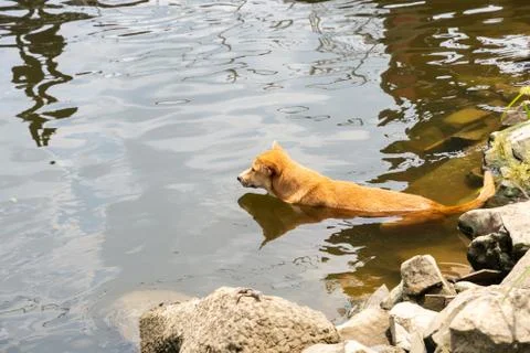 A brown dog Foto stock