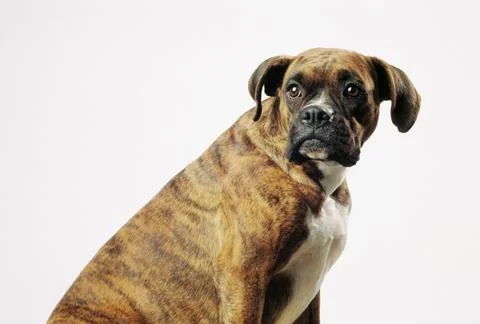 Brown Dog Stock Photos