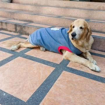 Brown dog Stock Photos