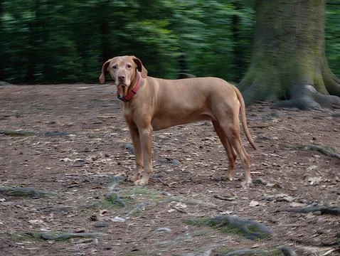 Brown dog with pink collar standing on dirt path in wooded park beside large Stock Photos