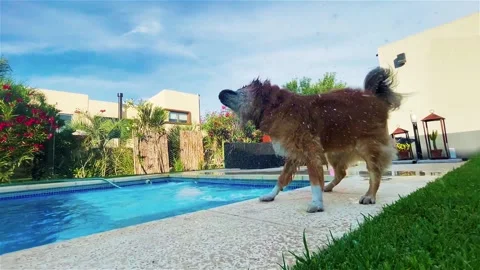 Brown dog playing in pool shakes off water Stock Footage 247160012