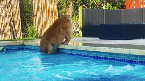 Brown dog playing in pool with water stumbles Stock Footage 247161232