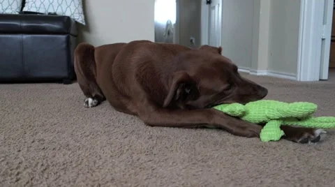 Brown Dog Plays with toy Stock Footage 61925333