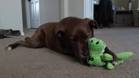 Brown Dog Plays with toy Stock Footage 61925334