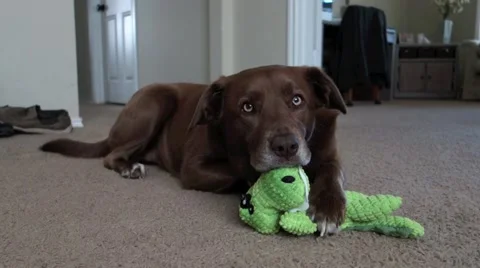 Brown Dog Plays with toy Stock Footage 61925338