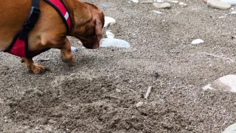 A brown dog in a red harness sniffs the ground Stock Footage 313218666