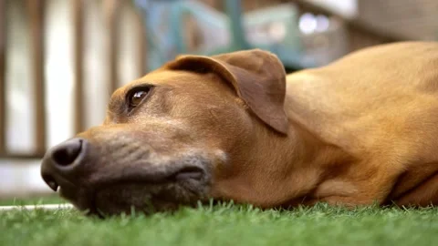 Brown Dog Relaxing In A Yard Video stock 159557182