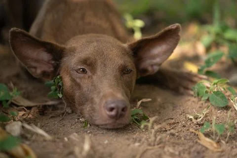 Brown dog resting on forest floor in tropical woodland, close up animal por.. Stock Photos
