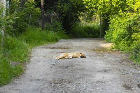 Brown Dog Resting on Forest Path Foto stock