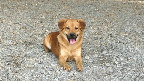 Brown dog resting on ground. Video stock 73277384