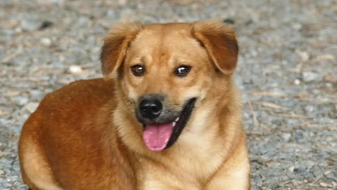 Brown dog resting on ground. Stock Footage 73277573