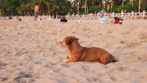 Brown dog resting on sandy tropical beach Stock Footage 336567009