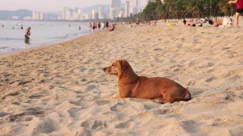 Brown dog resting on a sandy urban beach Stock Footage 336567030