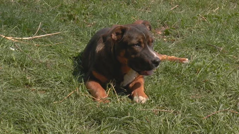 Brown dog resting in the spring grass Stock-Footage 140700735
