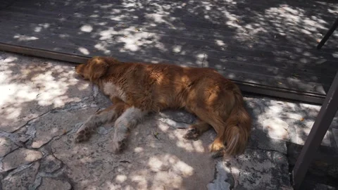 Brown dog resting under a tree, creating calming atmosphere in video Stock Footage 279819034
