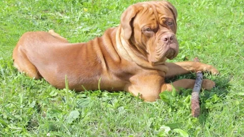 Brown dog rests on the grass Video stock 250591035