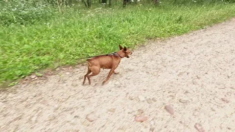 Brown dog running and playing energetically on dirt forest path Stock Footage 314475041